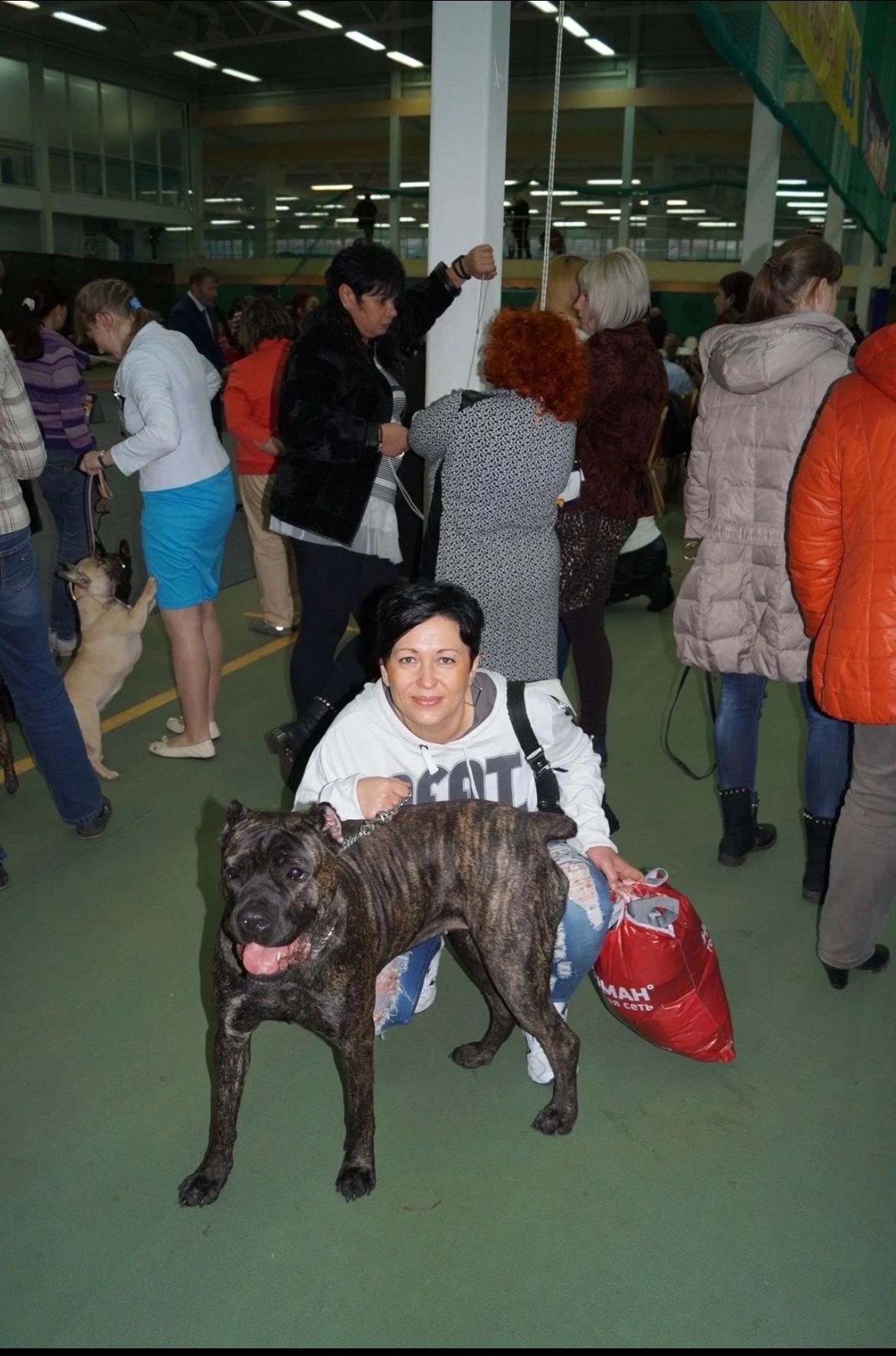 Заводчик питомника Tagma Optimatum с кане-корсо на выставке